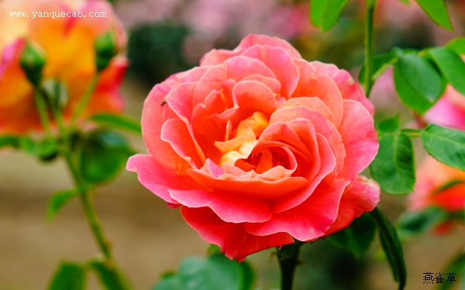 月季花可以养在室内吗? 月季花可以养在室内吗?