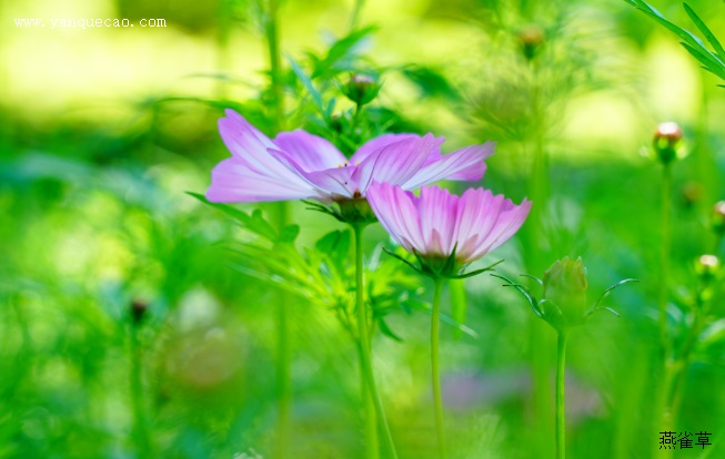 波斯菊有毒吗? 波斯菊有毒吗?