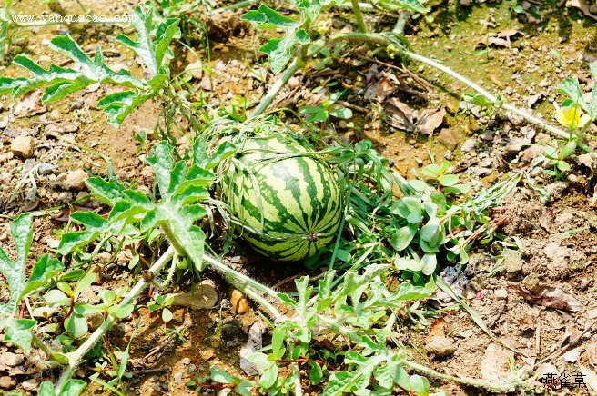 西瓜皮