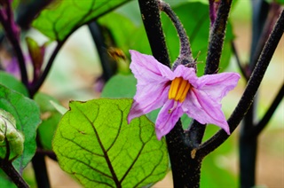 茄花