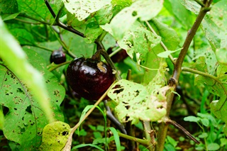 茄子根