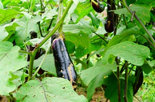 茄子_本草求真