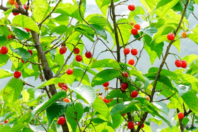 樱桃_滇南本草 樱桃_滇南本草