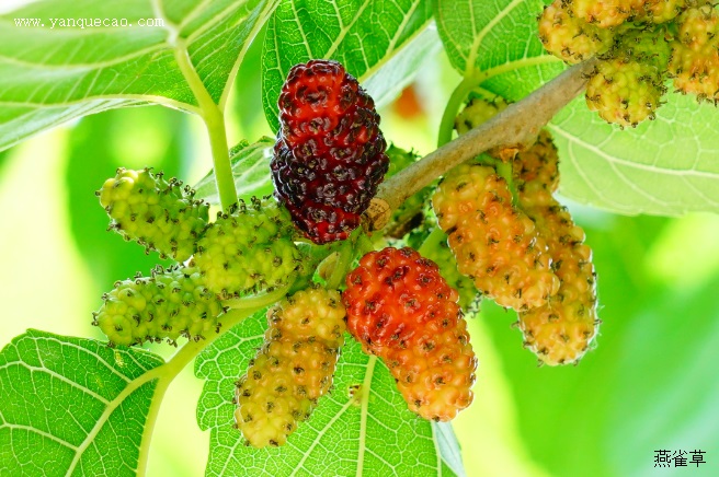 桑椹 桑椹