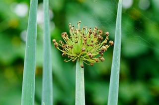 葱_证类本草