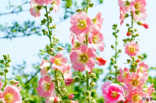 蜀葵_证类本草 蜀葵_证类本草