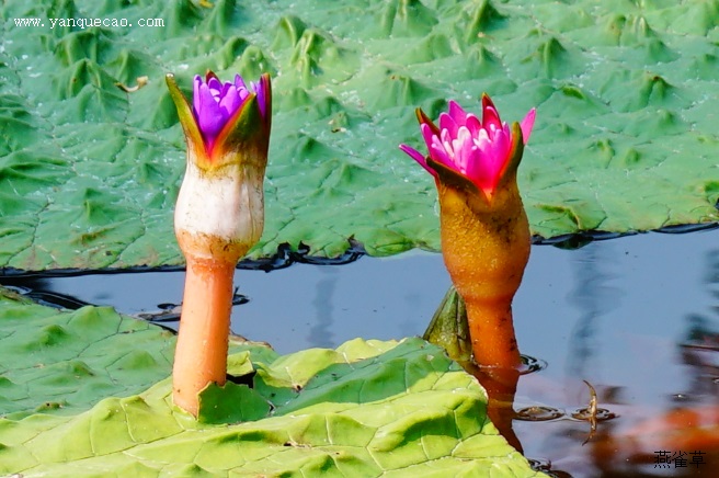 芡实