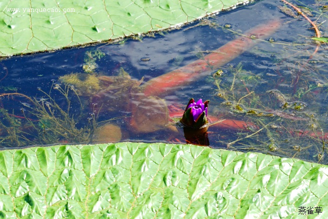 芡实茎