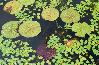 芡实茎