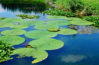 芡实根