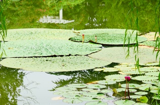 芡实_本草新编