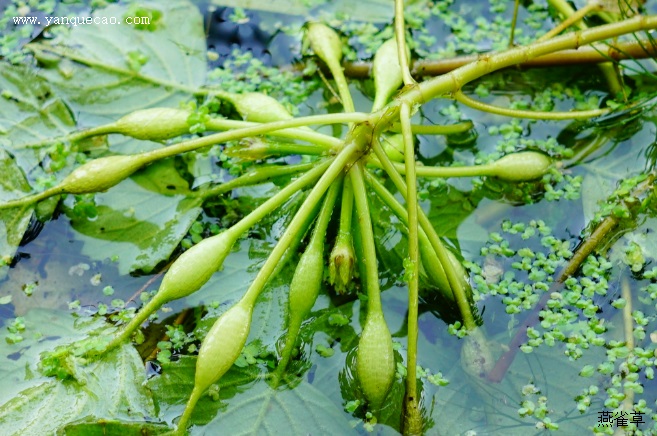 别名:芰,水栗,芰实,菱角,水菱,沙角,菱实