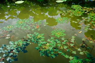 菱蒂