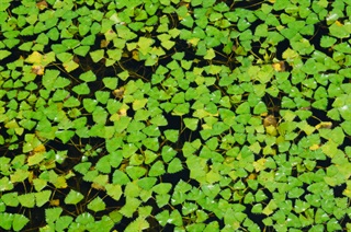 野菱
