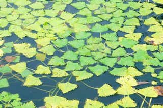 野菱根