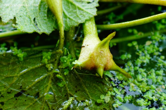 菱角_本草求真