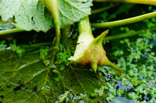 菱角_本草求真