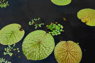 菱角_滇南本草