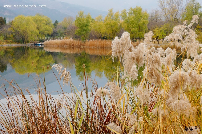 别名:芦茅根,苇根,芦菰根,顺江龙,水蓈蔃,芦柴根,芦通,苇子根,芦芽根