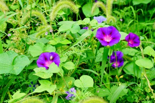 牵牛子_证类本草