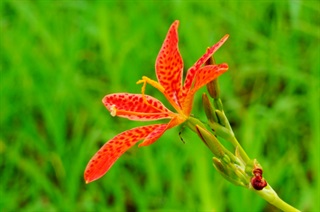 射干_滇南本草