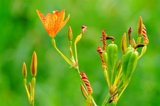 射干_本草新编