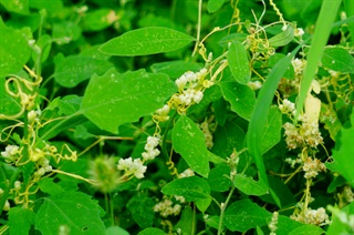 菟丝子_本草新编