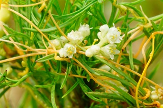菟丝子_本草思辨录