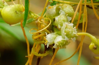 菟丝子_神农本草经百种录