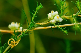 菟丝子_证类本草