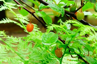 木半夏根
