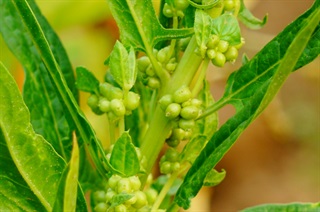 菠菜子