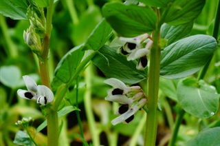 蚕豆荚壳