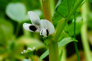 蚕豆花