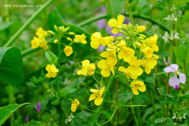 芸苔子