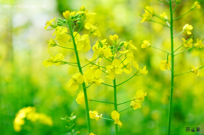 油菜_本草求真