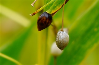 薏苡仁_本草新编