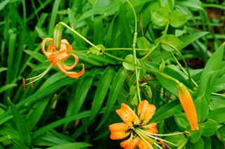 百合_证类本草