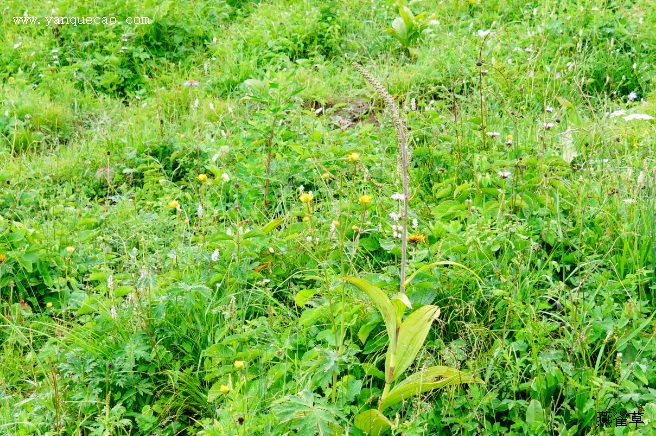 藜芦_神农本草经百种录