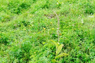 藜芦_神农本草经百种录