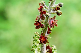 藜芦_本草图经