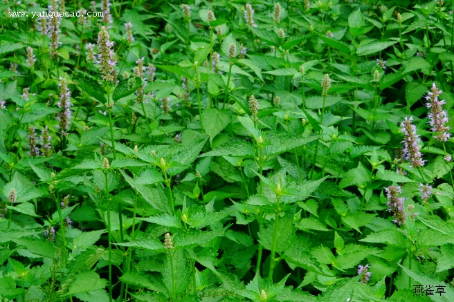 药用植物 中药图谱 藿香_本草新编