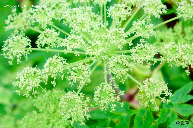 白芷_本草崇原