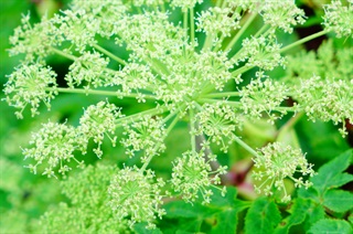 白芷_本草崇原