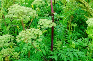 白芷_本草新编