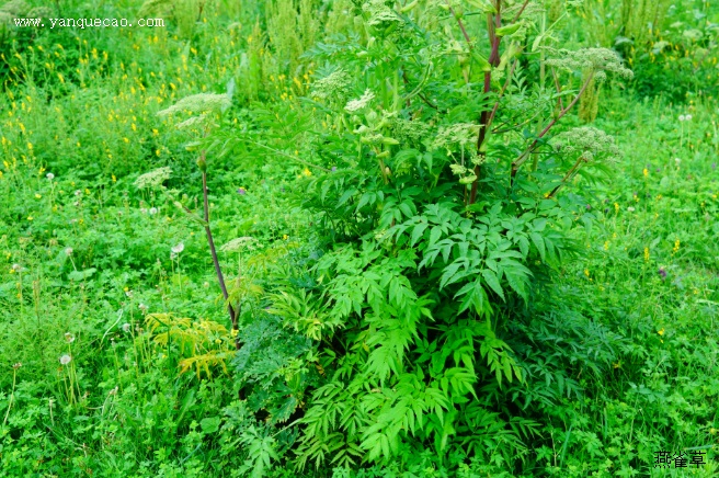 白芷_神农本草经百种录
