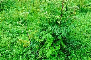 白芷_神农本草经百种录