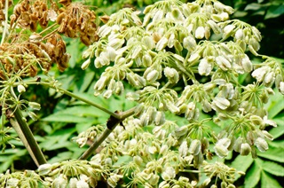 白芷_药鉴