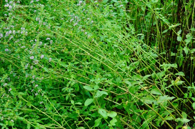 薄荷_得配本草