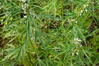 益母草_本草乘雅半偈